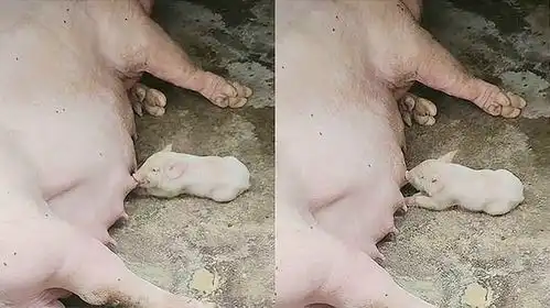 母猪生崽结果生了独苗,小猪崽独自吃奶没人和它争,快乐一目了然