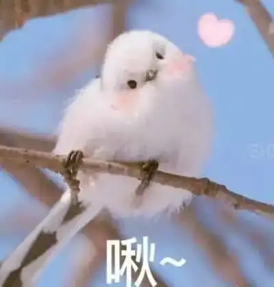 小天鹅又打卡太湖了