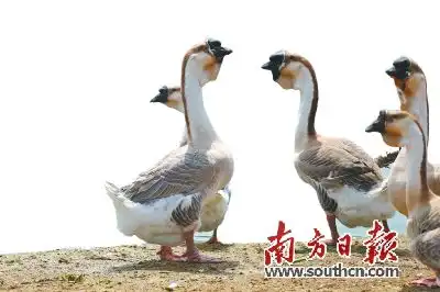 喊全球吃澄海狮头鹅