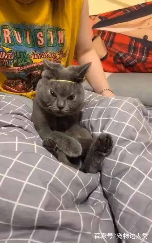 猫咪惹事被主人丢到床上,摆出这个动作后,主人吓得没脾气