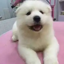 云南萌萌犬基地供应产品