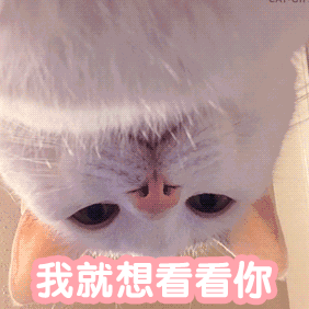 沙雕猫咪表情包
