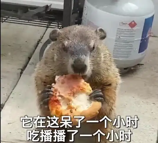 家门口有一只吃播土拨鼠,大口吃着披萨,狗子都馋哭了