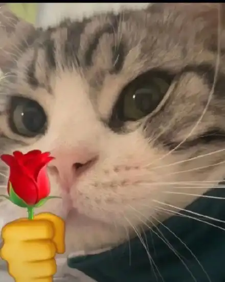猫咪头拿玫瑰表情包