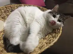 表情包胖子图片大全爱猫