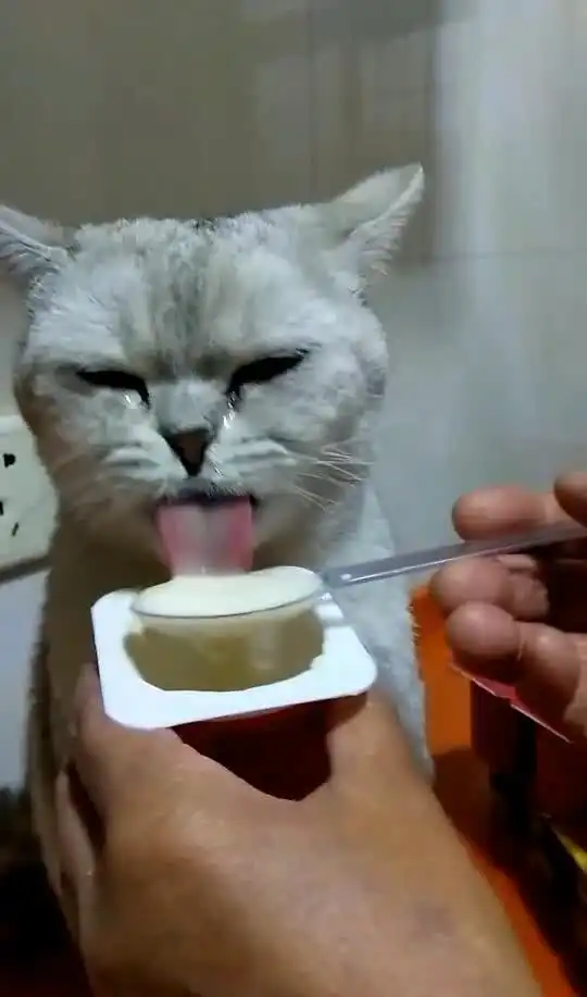 小猫咪一吃酸奶就激动,眼泪哗哗的流,原谅我不厚道地笑了