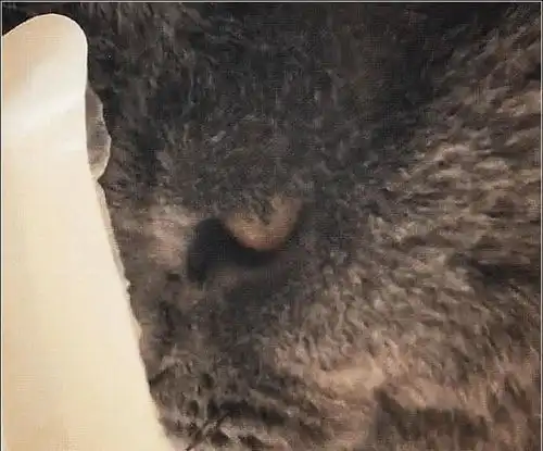 男主把创可贴粘在猫咪头上,正准备嘲笑它时,低头一看无法淡定了