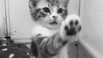 猫咪偷偷抹把泪表情包好