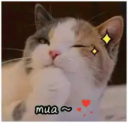 猫咪总爱跟男主人撒娇,那表情嚣张了仿佛它有结婚证似的