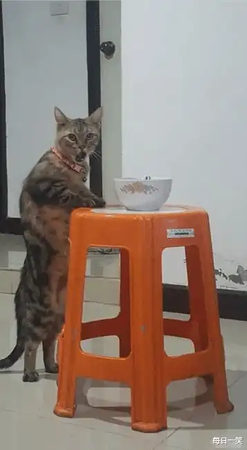 男生用猫猫表情包好尴尬