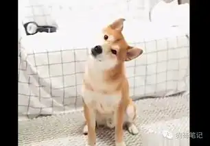 柴犬好好一张瓜子脸被捏成大饼脸生无可恋的狗狗