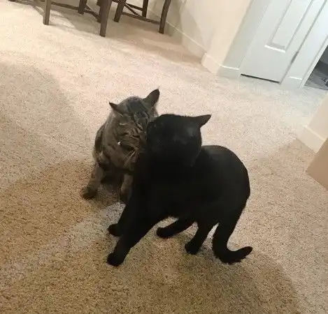 最棒圣诞礼爱猫因野火失踪小男孩许愿传达想念真的回家了