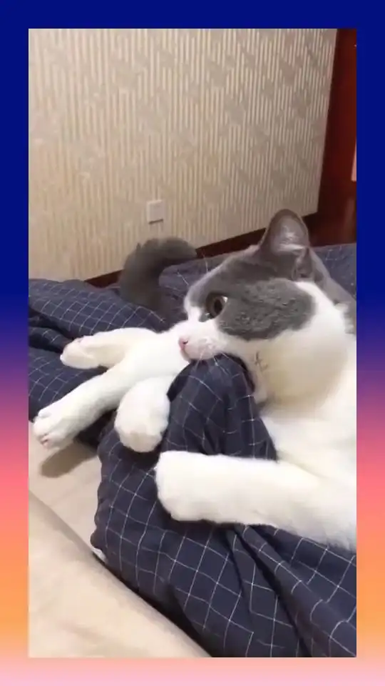某只猫咪,啃主人脚丫的技术一流,这表情都浮夸了