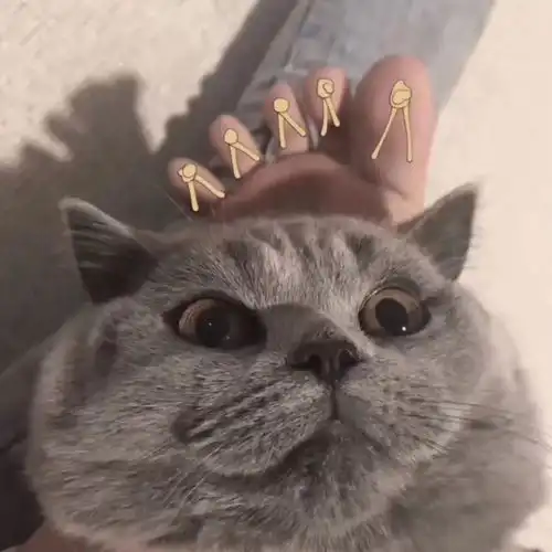 猫咪头像男生代表什么弃