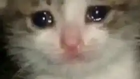今天的快乐也是猫猫给的