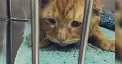男子收容所收养宠物,被一只橘猫所吸引,露出的表情让人心痛
