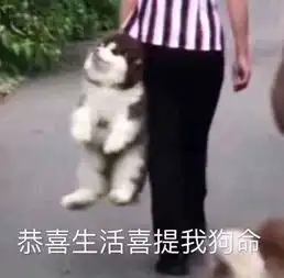 被生活所迫的表情包狗命