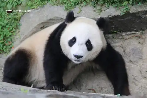 滚的表情包动作熊猫
