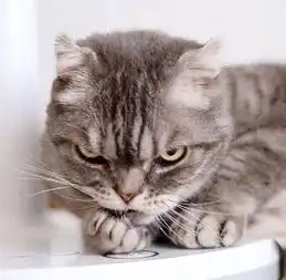 小猫表情包头像超凶