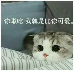 男主人和猫咪一起做运动,女友一看怒了你和它结婚算了