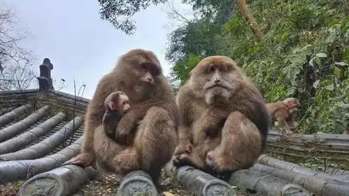 峨眉山灵猴添丁增口,萌猴来了