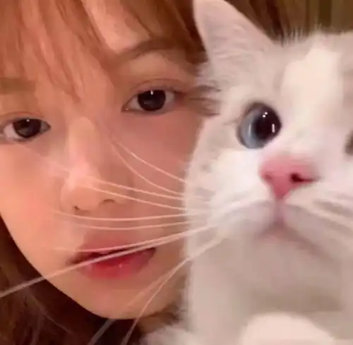 温柔风女头公主和她的猫