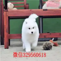 九龙坡犬舍出售纯种萨摩耶哪里有萨摩养殖基地赛级萨摩耶专业繁殖高品质萨摩耶