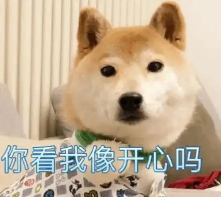 超喜欢做表情包柴犬,你在看什么呢,靓仔