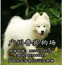 标题广州哪里有卖狗荔湾区鲁宾犬舍多窝微笑天使萨摩耶犬火热出售中国庆期间优惠大酬宾欢迎到场挑选购买