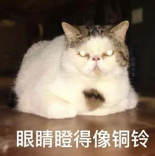 主人回家后,猫咪的反应让他泪目了,铲屎官这就是我养猫的原因