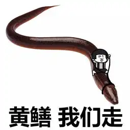 表情丨皮皮鳝,我们走动图带你飞