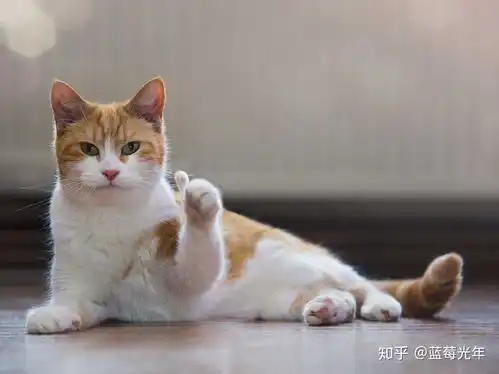 手指比喻一丢丢表情包猫