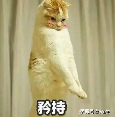 猫乱尿是因为记仇离谱打破关于猫的七大谣言,还小猫咪清白主人