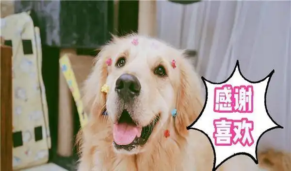 主人好奇金毛独自一人家里,安上监控摄像头后,观察狗一举一动