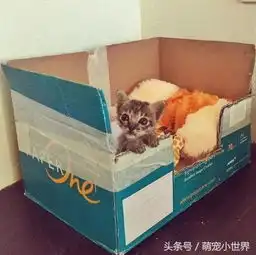 帅哥救下一只小猫后被反收编,没想到因此升等成为暖男奶爸
