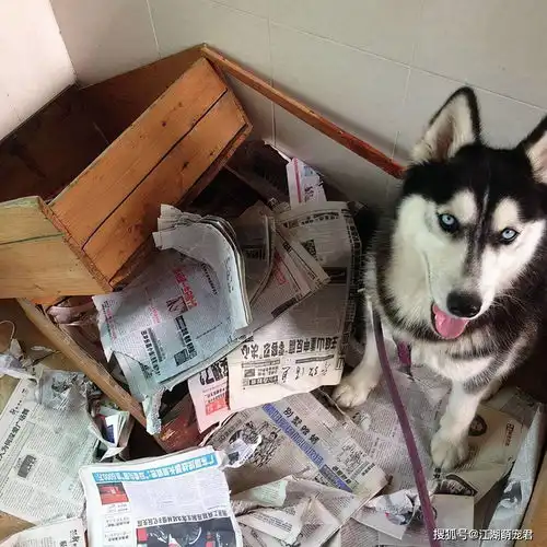 狗狗被宠坏,会有这些表现,别好心办坏事了