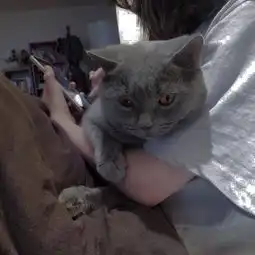 猫头像男生专用版高冷真