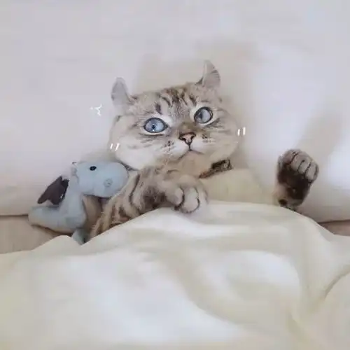 猫咪头像男生代表什么猫