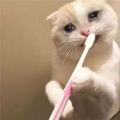 猫猫头表情包猫粮