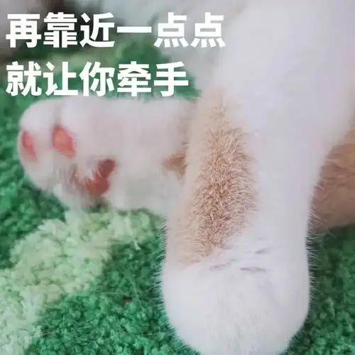 和男朋友打情骂俏的沙雕猫咪表情包