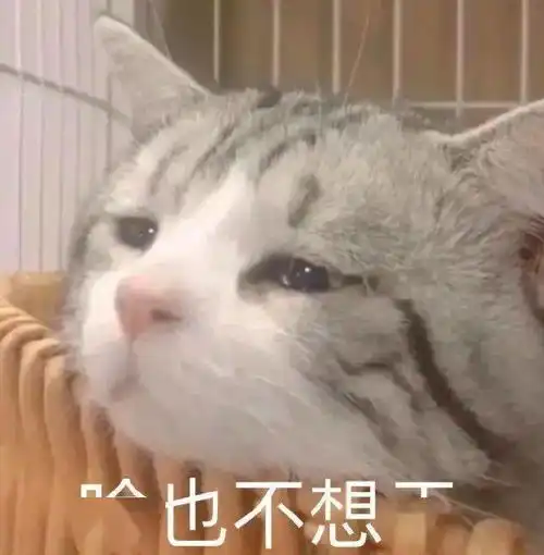 沙雕搞笑猫猫表情包