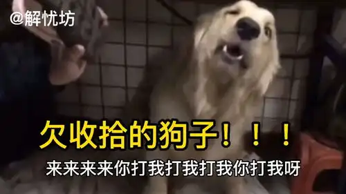 搞笑视频配音,这个狗子和主人挑衅,看这欠欠儿的表情,有意思