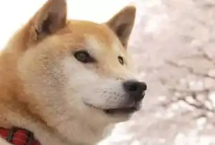 我的表情包狗狗去世了...这不是愚人节