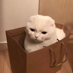 猫咪如何快速适应新的环境,教你几种方法,快快收藏