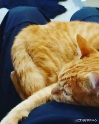 陌生大橘猫每晚都溜进来陪睡,大胡子男我好像被翻牌子了