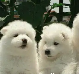 狗场直销纯种萨摩耶市区免费送货签买狗协议