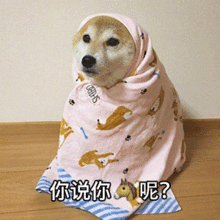 裹被子的柴犬表情包合集除非打钱,其他别喊我