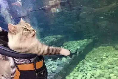 男生用猫猫表情包水族馆