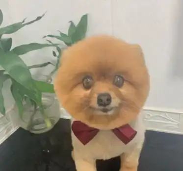 知名影星为救小狗,直接人工呼吸,网友人美,心更美
