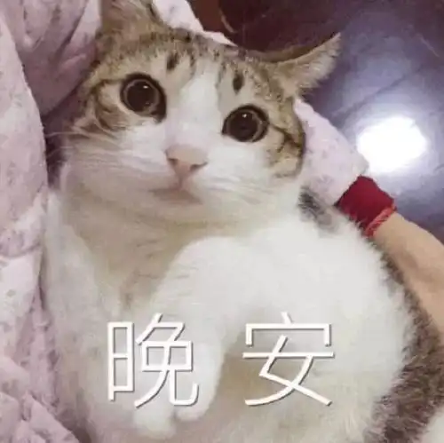 表情包猫咪说晚安